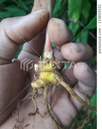 Close up of Fresh Temu Plenyeh Curcuma Rhizome Held by Hand Close up of Fresh Temu Plenyeh Curcuma Rhizome Held by Hand 139609581