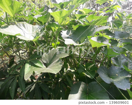 Large green pumpkin leaves and curling tendrils in a rural garden, Java, Indonesia Large green pumpkin leaves and curling tendrils in a rural garden, Java, Indonesia 139609601