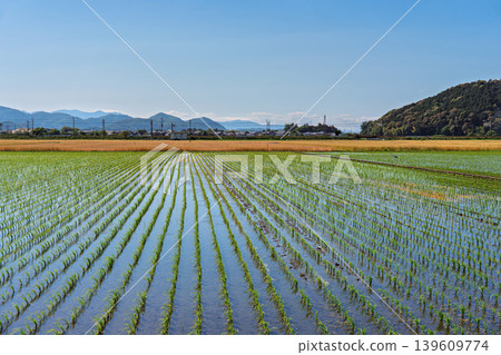 稻田和麥田 稻田和麥田 139609774