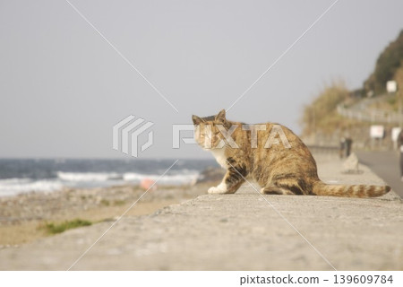 The sea and stray cats of Ainoshima, the cat island. The sea and stray cats of Ainoshima, the cat island. 139609784
