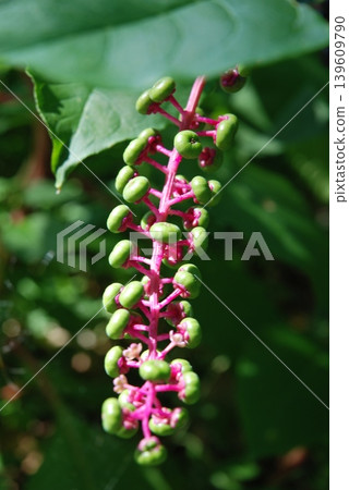 A plant called American pokeweed that bears purple berries. 139609790