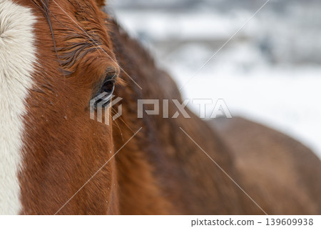 horse, livestock, equine 139609938