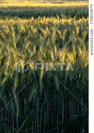 wheat, wheat field, field 139609974