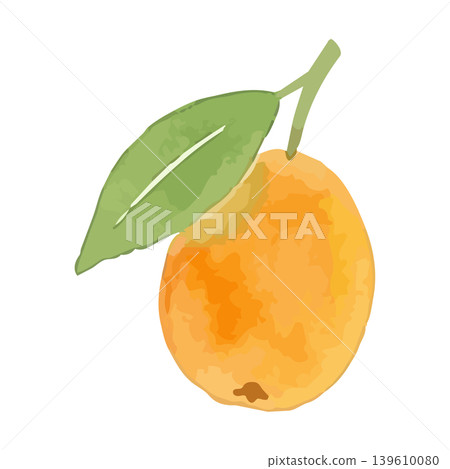 Watercolor-style illustration of a loquat 139610080