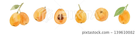 Watercolor-style illustration of a loquat 139610082