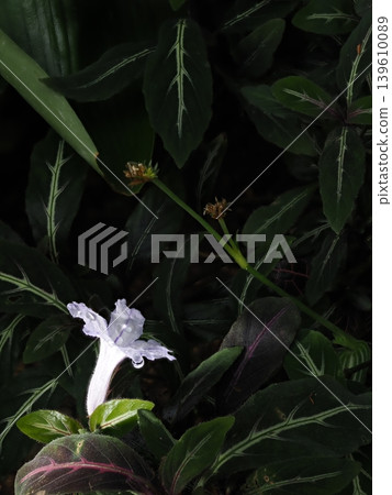 雨滴和白花(焦點堆疊) 雨滴和白花(焦點堆疊) 139610089