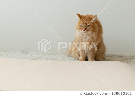 A tabby cat makes a displeased face on the carpet. A tabby cat makes a displeased face on the carpet. 139610101