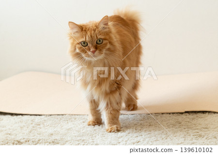 A tabby cat walking on the carpet A tabby cat walking on the carpet 139610102