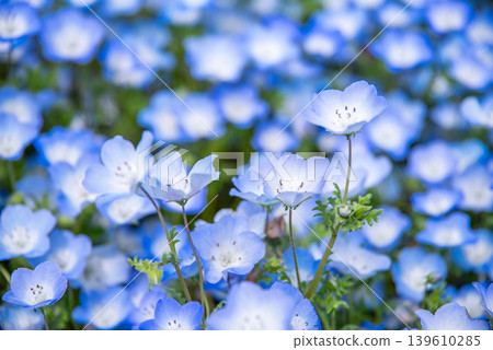 Nemophila(岐阜縣海津市木曾三泉公園) Nemophila(岐阜縣海津市木曾三泉公園) 139610285