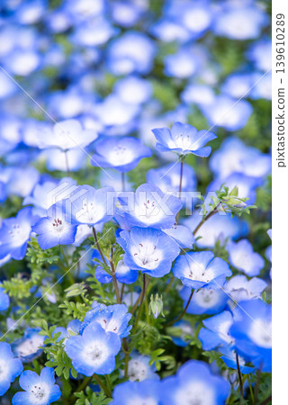 Nemophila（岐阜縣海津市木曾三泉公園） 139610289