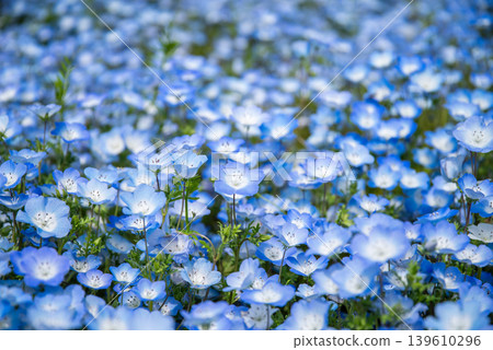 Nemophila (Kiso Sansen Park, Kaizu City, Gifu Prefecture) Nemophila (Kiso Sansen Park, Kaizu City, Gifu Prefecture) 139610296