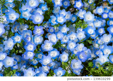 Nemophila (Kiso Sansen Park, Kaizu City, Gifu Prefecture) Nemophila (Kiso Sansen Park, Kaizu City, Gifu Prefecture) 139610299