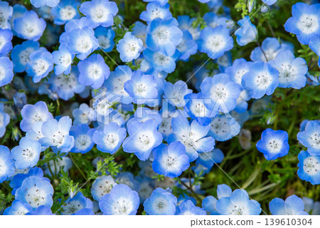 Nemophila（岐阜縣海津市木曾三泉公園） 139610304