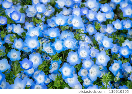 Nemophila (Kiso Sansen Park, Kaizu City, Gifu Prefecture) 139610305