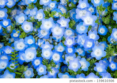 Nemophila (Kiso Sansen Park, Kaizu City, Gifu Prefecture) 139610306