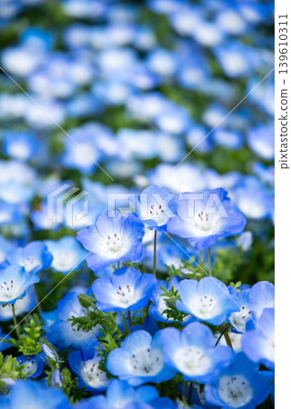 Nemophila (Kiso Sansen Park, Kaizu City, Gifu Prefecture) Nemophila (Kiso Sansen Park, Kaizu City, Gifu Prefecture) 139610311