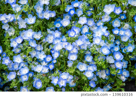 Nemophila(岐阜縣海津市木曾三泉公園) Nemophila(岐阜縣海津市木曾三泉公園) 139610316