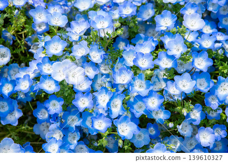 Nemophila (Kiso Sansen Park, Kaizu City, Gifu Prefecture) Nemophila (Kiso Sansen Park, Kaizu City, Gifu Prefecture) 139610327