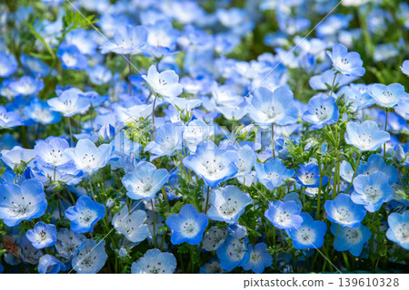 Nemophila (Kiso Sansen Park, Kaizu City, Gifu Prefecture) Nemophila (Kiso Sansen Park, Kaizu City, Gifu Prefecture) 139610328