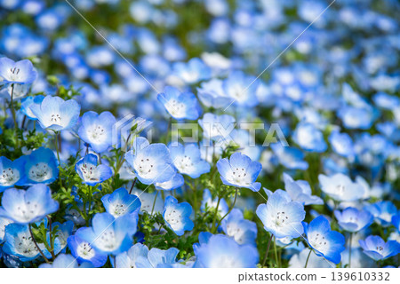 Nemophila（岐阜縣海津市木曾三泉公園） 139610332