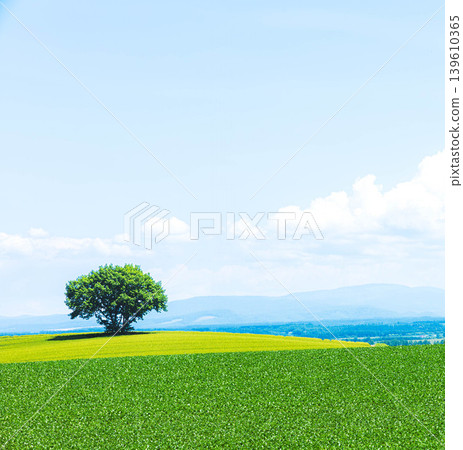 A refreshing scene of a single tree standing on a hill in Biei, Hokkaido. 139610365