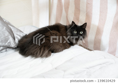 Foldex on the bed Foldex on the bed 139610429