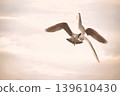 Dramatic Seagulls Flying Toward Camera. Action shot of two seagulls soaring in a soft sunset sky. Cinematic wildlife photography featuring birds in motion. 139610430