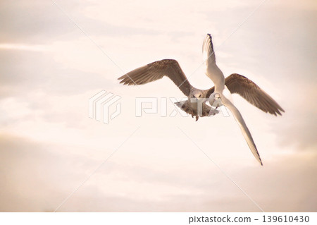 Dramatic Seagulls Flying Toward Camera. Action shot of two seagulls soaring in a soft sunset sky. Cinematic wildlife photography featuring birds in motion. Dramatic Seagulls Flying Toward Camera. Action shot of two seagulls soaring in a soft sunset sky. Cinematic wildlife photography featuring birds in motion. 139610430