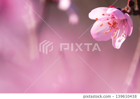 A dreamy pink flower enveloped in a blurred foreground. A dreamy pink flower enveloped in a blurred foreground. 139610438