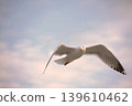 Seagull Flying in Soft Sky.A graceful white seagull soars through a hazy pastel blue sky with wings spread wide. Perfect for nature, travel, and freedom-themed designs. 139610462