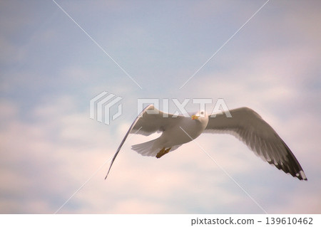 Seagull Flying in Soft Sky.A graceful white seagull soars through a hazy pastel blue sky with wings spread wide. Perfect for nature, travel, and freedom-themed designs. Seagull Flying in Soft Sky.A graceful white seagull soars through a hazy pastel blue sky with wings spread wide. Perfect for nature, travel, and freedom-themed designs. 139610462