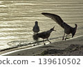 Dynamic Seagulls at Golden Hour: Birds Taking Flight and Wading on Shimmering Sandy Beach.A dynamic moment featuring three seagulls at the water's edge during the golden hour. 139610502