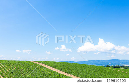 A refreshing and liberating summer scene on a hilltop in Biei, Hokkaido, under a clear blue summer sky. 139610503