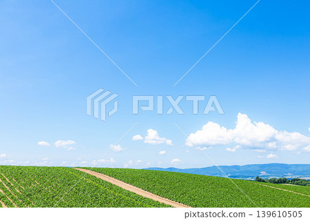 在北海道美瑛的山頂上，湛藍的夏日天空下，呈現出清新而自由的夏日景象。 139610505