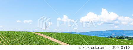 A refreshing and liberating summer scene on a hilltop in Biei, Hokkaido, under a clear blue summer sky. A refreshing and liberating summer scene on a hilltop in Biei, Hokkaido, under a clear blue summer sky. 139610510