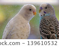 A serene close-up of a white domestic budgerigar (parakeet), captured in a soft-focus portrait.  139610532
