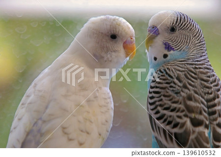 A serene close-up of a white domestic budgerigar (parakeet), captured in a soft-focus portrait. A serene close-up of a white domestic budgerigar (parakeet), captured in a soft-focus portrait. 139610532