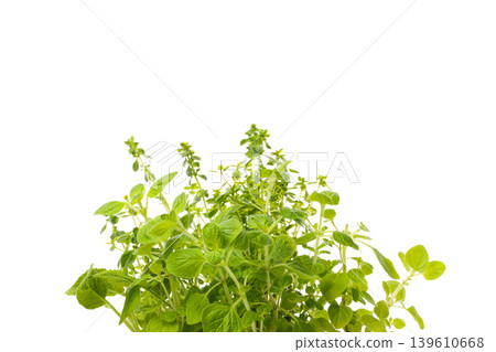 Oregano and other green herbs with fresh leaves, PNG Oregano and other green herbs with fresh leaves, PNG 139610668