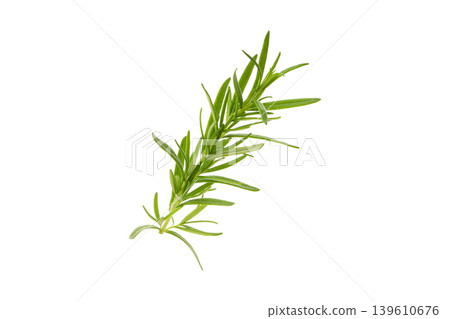 Green rosemary branch used in cooking and seasoning, PNG Green rosemary branch used in cooking and seasoning, PNG 139610676