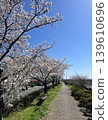 A promenade lined with cherry trees and under a blue sky 139610696