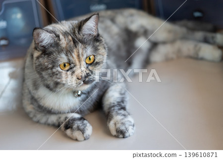 Adorable domestic cat resting indoors with golden eyes soft fur and calm expression on blurred home background in cozy natural light 139610871