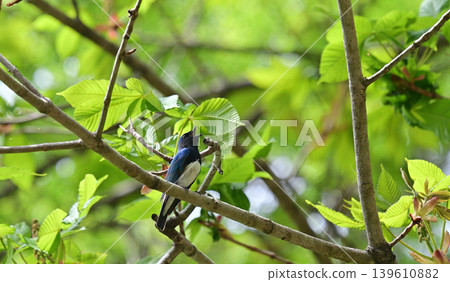 A blue-and-white flycatcher sings loudly from the tip of a branch. 139610882