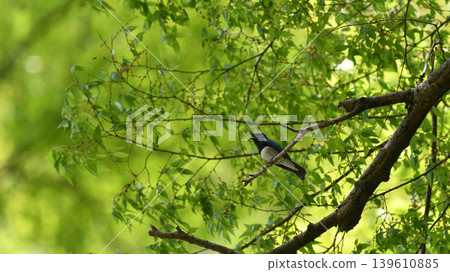 一隻藍白相間的鶲在樹枝頂端高聲鳴叫。 139610885