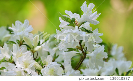 森林裡靜靜盛開的白色杜鵑花 森林裡靜靜盛開的白色杜鵑花 139610887