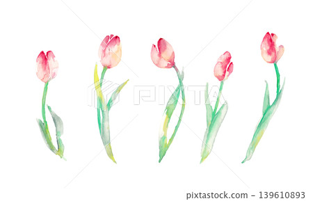 Watercolor painting. A watercolor-style vector illustration of tulips. Watercolor painting. A watercolor-style vector illustration of tulips. 139610893