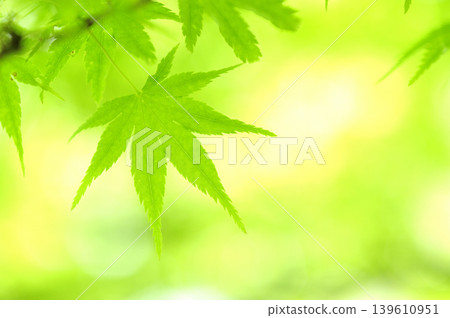 新鮮的綠色季節 新鮮的綠色季節 139610951