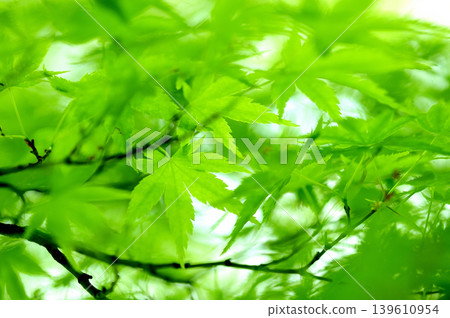Fresh green season Fresh green season 139610954