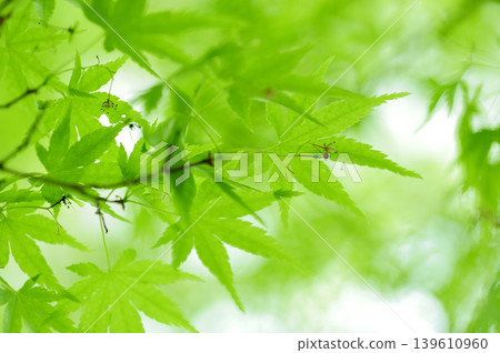 新鮮的綠色季節 139610960