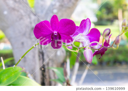Purple orchid flowers blooming on branch with soft natural background and tropical garden atmosphere in daylight 139610999