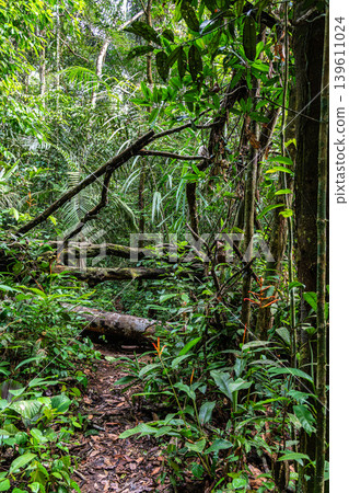 Hike through the rainforest on river island in the green amazon rainforest in Brazil. Hike through the rainforest on river island in the green amazon rainforest in Brazil. 139611024
